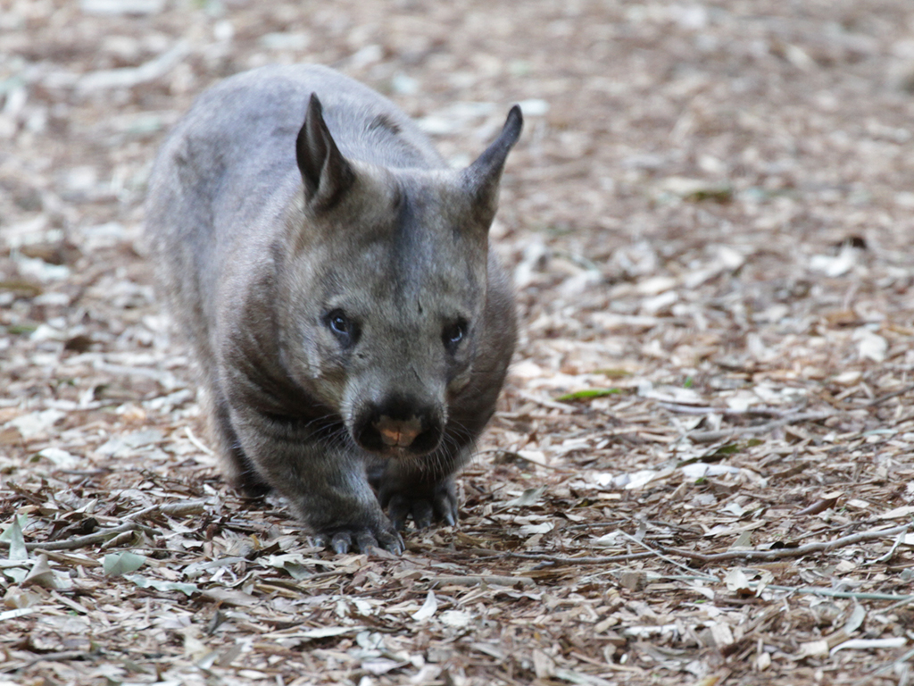 Wombat_mobile.jpg