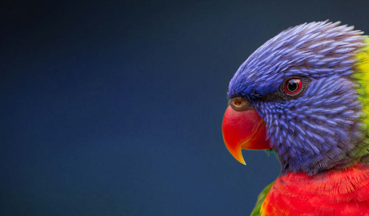 bg-lorikeet-feeding-show.jpg