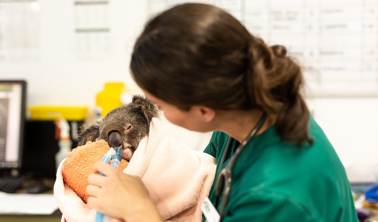 Koala_Chlamydia_Vet_Talk_Desktop.jpg