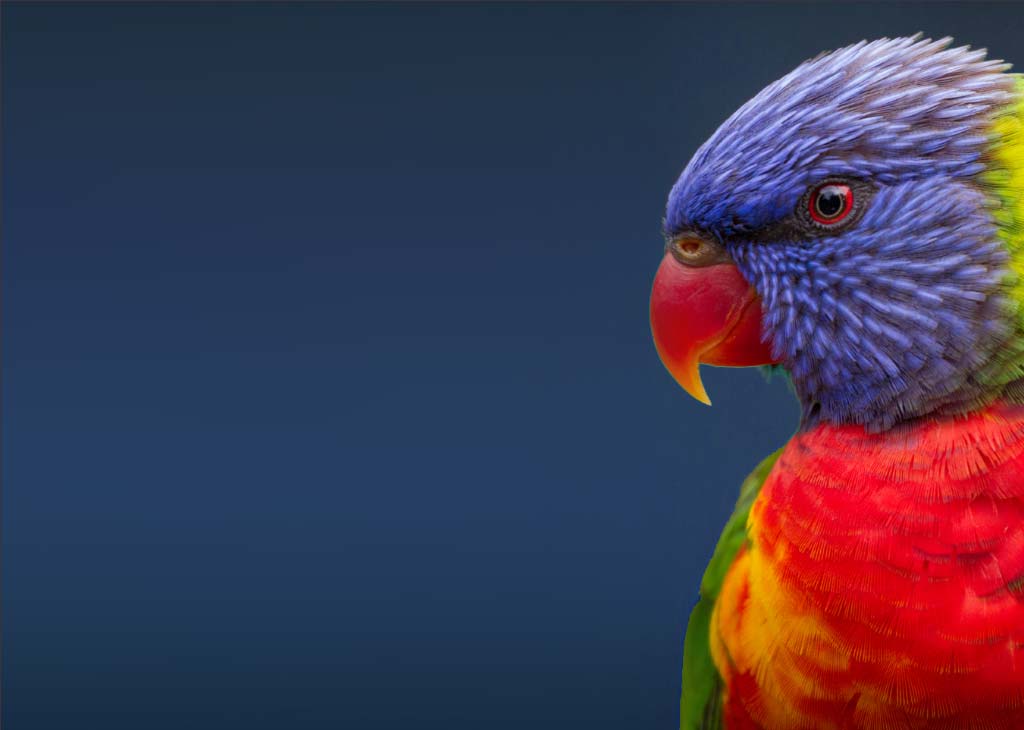 bg-lorikeet-show-mob.jpg