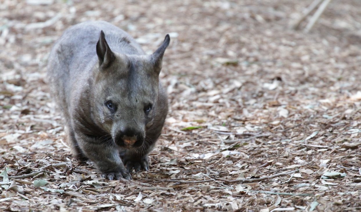 wombat_1244_x_730.jpg